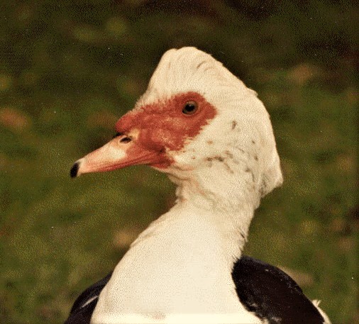  Bertram the Duck